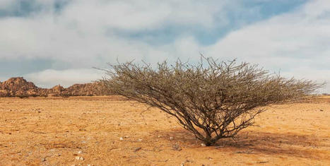 La moitié de l’Afrique est menacée d’une sécheresse désastreuse jusqu’au moins 2025 ! | Planète DDurable | Scoop.it
