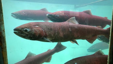 Fishing moratorium on Yukon River chinook may be 'too little, too late,' panel hears | CBC News | Soggy Science | Scoop.it