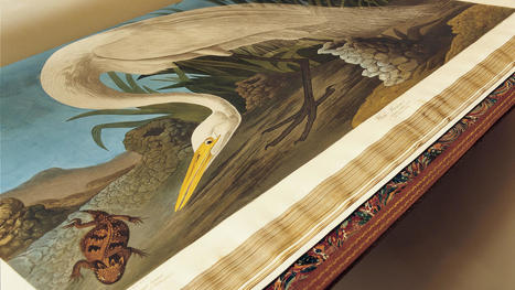 John James Audubon's Birds of America | Box of delight | Scoop.it