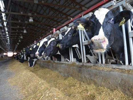 USA : Des propositions de modifications du Programme de protection de la marge laitière | Lait de Normandie... et d'ailleurs | Scoop.it