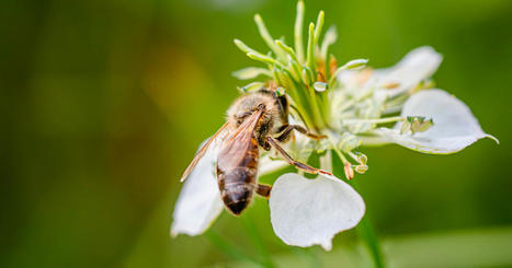 Protection de la flore : quatre nouveaux plans nationaux d'actions en consultation | Biodiversité | Scoop.it