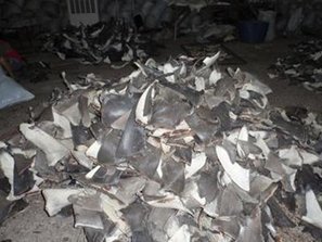 Asia Sentinel - Indonesia's Shark Fin Trade | The Asian Food Gazette. | Scoop.it