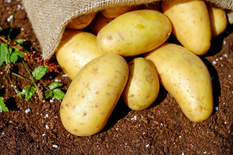 L’ÉGYPTE peut désormais expédier ses cargaisons de pommes de terre vers le MAROC  | CIHEAM Press Review | Scoop.it