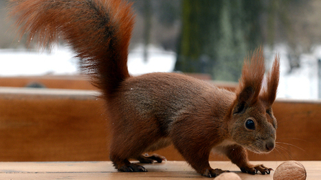 Comment les animaux sauvages affrontent le froid | Agir pour la biodiversité ! | Scoop.it