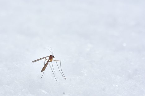 Tiques, moustiques : bientôt de nouveaux répulsifs | Variétés entomologiques | Scoop.it