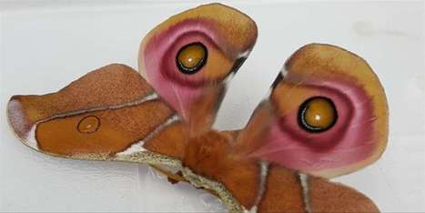 Les camouflages sonores du papillon de nuit | EntomoNews | Scoop.it