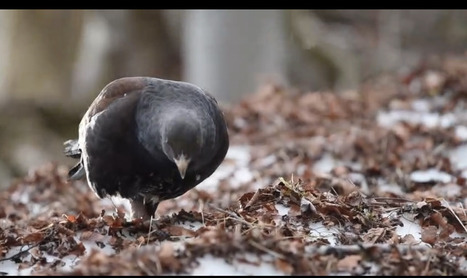 Profiter de la montagne sans déranger le grand tétras | Vallées d'Aure & Louron - Pyrénées | Scoop.it