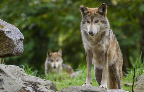 Le nombre de loups reste stable en France - 20 minutes | Biodiversité | Scoop.it