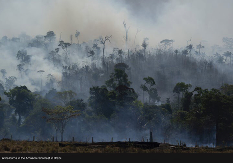 More Than 11,000 Scientists Declare Climate Emergency, Warn Of "Untold Suffering" | GREENEYES | Scoop.it