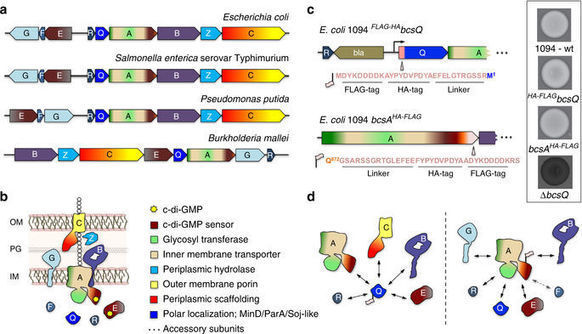 Insights into the structure and assembly of a b...