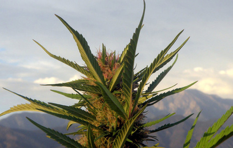 Survey: New Mexico Needs More Marijuana | Beckley News : Cannabis - Marijuana | Scoop.it