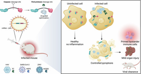 Programmed to kill: AI-guided gasdermins eliminate virus-infected cells | Cres | RMH | Scoop.it