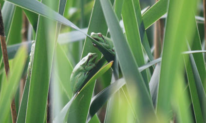 Biosécurité en milieu humide : bonnes pratiques d’intervention sur les amphibiens sauvages - Publications scientifiques du Muséum national d'Histoire naturelle | Biodiversité | Scoop.it