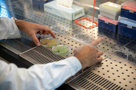 L'IA au service des vignes | Le fil d'actualit&eacute;s de l'URCA | Scoop.it