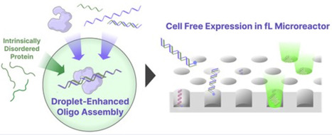 Intrinsically disordered protein droplet-enhanced oligonucleotide assembly enables rapid oligonucleotide-to-protein expression | nar | RMH | Scoop.it
