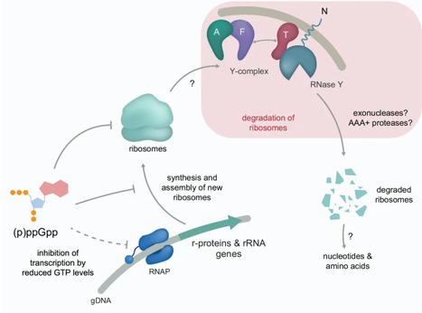 Stress-induced ribosome degradation in Bacillus subtilis is mediated by the RNase Y-specificity complex | Ncm | RMH | Scoop.it