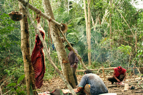 Alarming proof of underreported bushmeat crisis in heart of Amazonia | RAINFOREST EXPLORER | Scoop.it