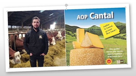 Le fromage Cantal AOP affine son offre | Lait de Normandie... et d'ailleurs | Scoop.it