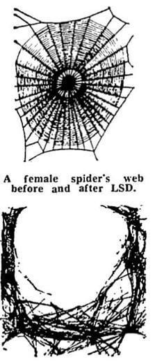 From the archive, 4 October 1971: Spiders on LSD take a tangled trip | Animal experimentation | The Guardian | Insect Archive | Scoop.it