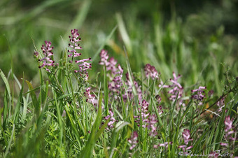 Flore de Camargue: Fumaria muralis, Fumeterre des murailles | Camargue Nature | Scoop.it