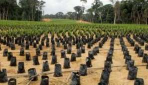 Agrobusiness : l'huile de palme, chance ou menace pour l'Afrique ? | Questions de développement ... | Scoop.it