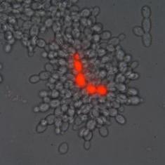 Test Tube Yeast Evolve Multicellularity: Scientific American | Science News | Scoop.it