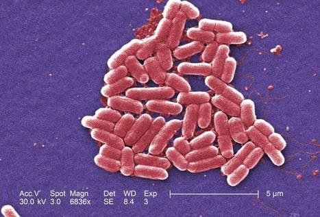 La flore intestinale évolue vite : la faute à la vie moderne ? | 21st Century Innovative Technologies and Developments as also discoveries, curiosity ( insolite)... | Scoop.it