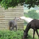 Les Ateliers du Cheval de l&rsquo;&Eacute;curie de la Cherbonnais &laquo; AACIV | Cheval et Nature | Scoop.it
