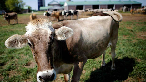Nouvelle-Zélande: arrêt des exportations de bétail par respect du bien-être animal | Actualité Bétail | Scoop.it