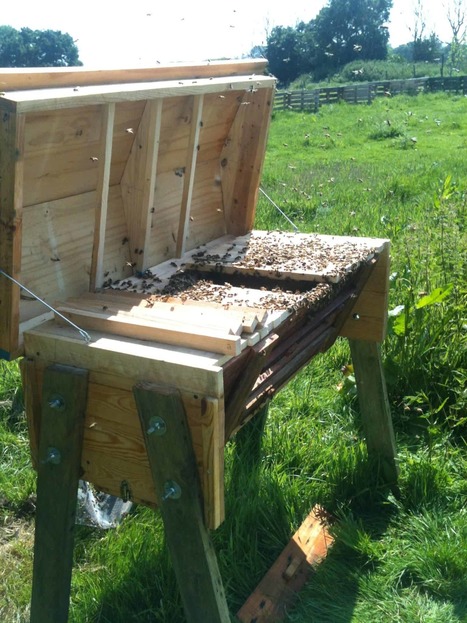 Top Bar Pallet Beehive | 1001 Pallets ideas ! | Scoop.it