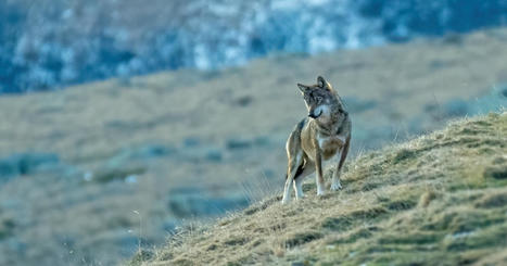 Loups : des associations attaquent l'arrêté facilitant leur destruction | Biodiversité - @ZEHUB on Twitter | Scoop.it
