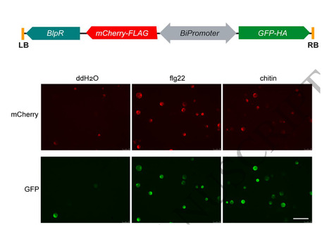 Plant Phys: Two genes, one switch: a bidirectional promoter strategy for inducible plant immunity (2026) | Publications from The Sainsbury Laboratory | Scoop.it