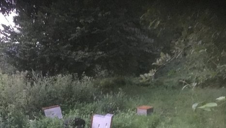 Un rucher attaqué à proximité des maisons à Hèches : la patte de l'ours Goïat ? | Vallées d'Aure & Louron - Pyrénées | Scoop.it