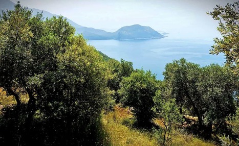 TURKEY: Producers Puzzled by Ban on Bulk Olive Oil Exports | CIHEAM Press Review | Scoop.it