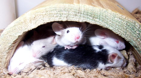 Mouse Study Reveals Genetic Component Of Empathy | Empathy and Animals | Scoop.it