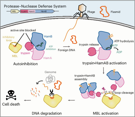 The antiphage mechanism of a widespread trypsin&ndash;MBL defense module | Ncb | RMH | Scoop.it