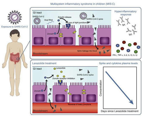 JCI - Multisystem inflammatory syndrome in children is driven by zonulin-dependent loss of gut mucosal barrier | Mucosal Immunity | Scoop.it