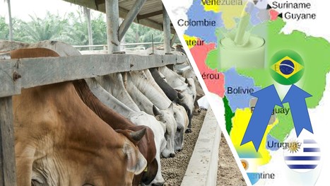 Le Brésil achète du lait en poudre pour soutenir les producteurs laitiers contre les importations | Lait de Normandie... et d'ailleurs | Scoop.it