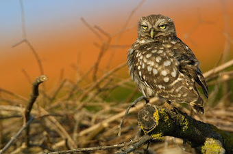 Stri - Rapinas Nocturnas: Ficha de Esp&eacute;cie: #4 Mocho-galego | APOIO AO ESTUDO | Scoop.it