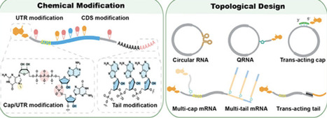 Beyond the Sequence: Chemical and Topological Design and Innovations in mRNA Therapeutics | chem rev | RMH | Scoop.it