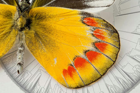 Tracing Butterflies’ 100-Million-Year-Old Family Tree | Coastal Restoration | Scoop.it