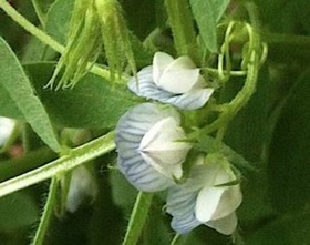 Faire pousser des plantes comme un jeu d&rsquo;enfant | Ressources d'apprentissage gratuites | Scoop.it