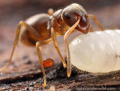Ant mites love big ants, parasitic ants, and they really, really, really like Lasius | Insect Archive | Scoop.it