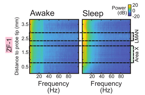 Veille, sommeil et dynamique des réseaux de neurones | Life Sciences Université Paris-Saclay | Scoop.it