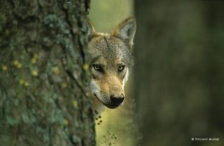 La chasse des loups dans le cœur des Parcs Nationaux serait une déclaration de guerre faite à la nature - Sur la piste du loup | Loup | Scoop.it