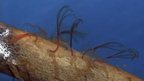 Bone-eating worms drill with acid | World Science Environment Nature News | Scoop.it