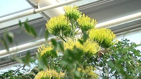 J&auml;ttiagaavesta tuli Turun kasvitieteellisen puutarhan julkkis &ndash; viel&auml; ehtii n&auml;hd&auml; kukkaharvinaisuuden | 1Uutiset - Lukemisen t&auml;hden | Scoop.it