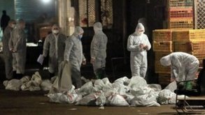 Grippe aviaire :  une sixième victime en Chine, abattage massif de volailles | La Gazette des abattoirs | Scoop.it