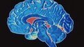 How neuroscience can shape policy | Science News | Scoop.it