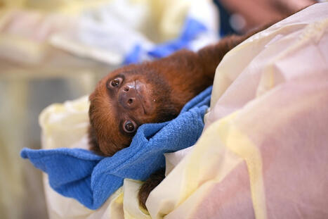 Florida Temporarily Bans Sloth Imports After Dozens Die at Orlando Business - Inside Climate News | Operation Deimos | Scoop.it